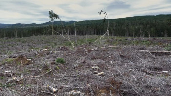 500 Days in the Wild (2023) download