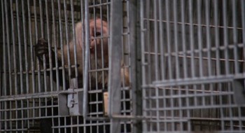 Monkey Shines (1988) download