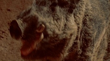 Razorback (1984) download