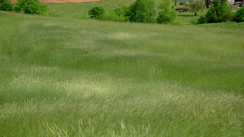 Witness (1985) download