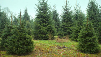 A Mary Berry Christmas (2025) download