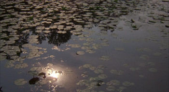 A Midsummer Night's Sex Comedy (1982) download