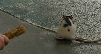 Ace Ventura: Pet Detective Jr. (2009) download