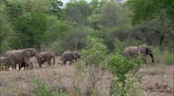 Africa's Super Seven (2005) download