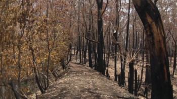 After the Wildfires (2020) download