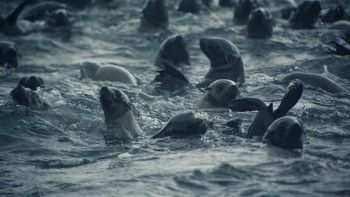 Air Jaws: Final Frontier (2023) download