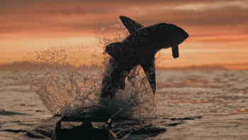 Air Jaws Top Guns (2022) download