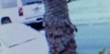 Alone Wolf (2020) download