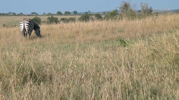 Fascination Africa 3D (2011) download