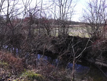 American Werewolves (2022) download