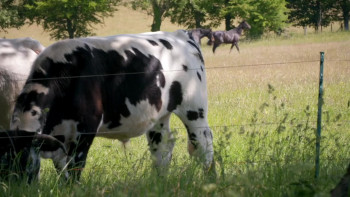 Anne: The Princess Royal at 70 (2020) download