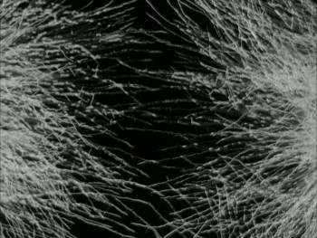 Arcadia (2017) download