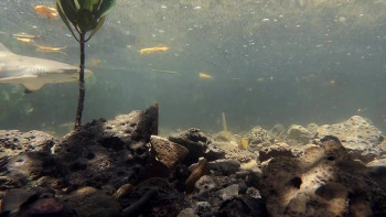 Baby Sharks (2022) download