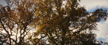 Bambi: A Tale of Life in the Woods (2024) download