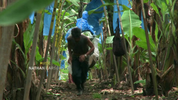 Bananas!* (2009) download