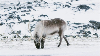 Barbie Fairytopia: Mermaidia (2006) download