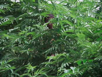 Bashu, the Little Stranger (1989) download