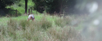 Bellbird (2019) download