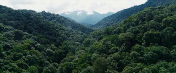 Bhediya (2022) download