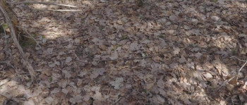 Bigfoot: Blood on the Farm (2025) download