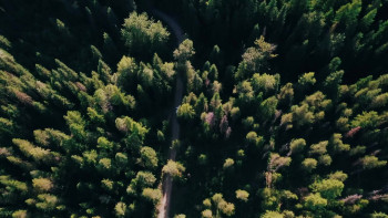 Bigfoot Encounters in the Pacific Northwest (2021) download