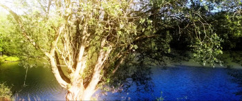 Bikini Shark (2025) download