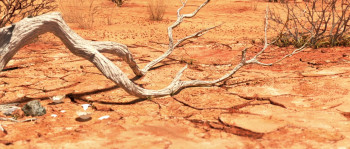 Bilby (2018) download