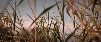 Birds Flying East (2024) download