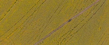 Black Beauty (2020) download