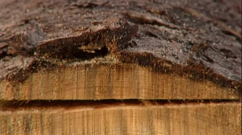 Boy Interrupted (2009) download