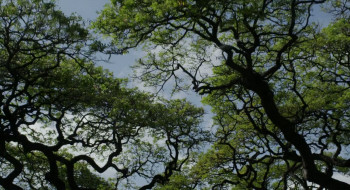 Breath of Life (2014) download