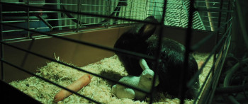 Bunny the Killer Thing (2015) download