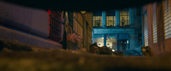 Cat and Dog (2024) download