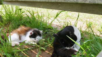 Cat Nation: A Film About Japan's Crazy Cat Culture (2017) download