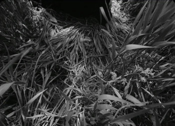 Cocoon (1995) download