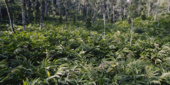 Curry & Cyanide: The Jolly Joseph Case (2023) download