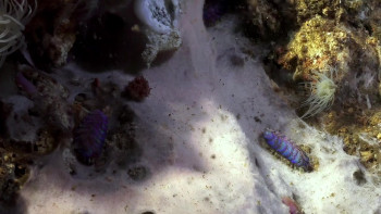 Deep Rising (2023) download