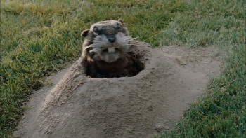 Dog Gone (2008) download