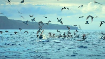 Dolphins Up Close with Bertie Gregory (2025) download