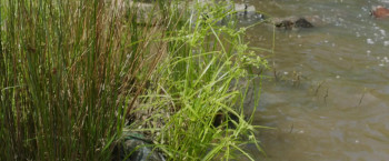 Downriver (2015) download