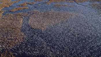 Earth (2007) download