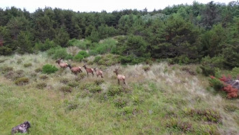 Elk Country (2025) download