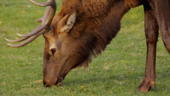 Elk Country (2025) download