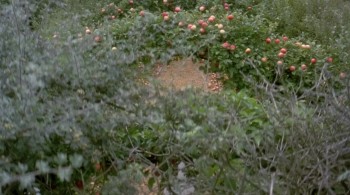 Emma (1996) download