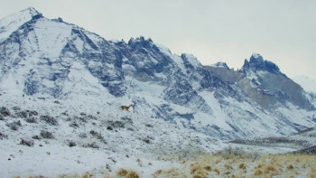 Epic Animal Migrations: Patagonia (2023) download