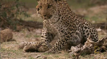 Eye of the Leopard (2006) download