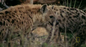 Eye of the Leopard (2006) download