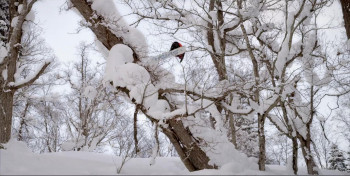 Follow Your Nose (2015) download