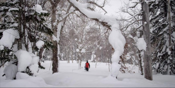 Follow Your Nose (2015) download