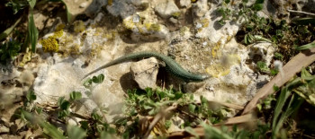 Formentera Lady (2018) download